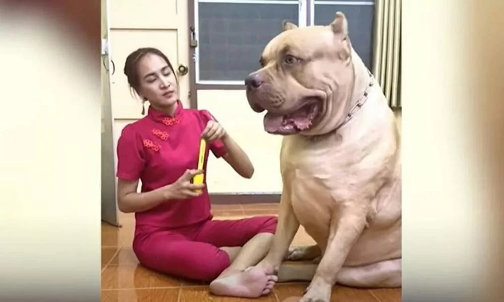 Viral έγινε ένας πελώριος σκύλος-γίγαντας που φοβάται τη σκιά του